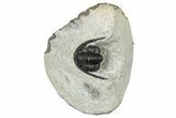 Bargain, Cornuproetus Trilobite Fossil - Morocco #249710-3